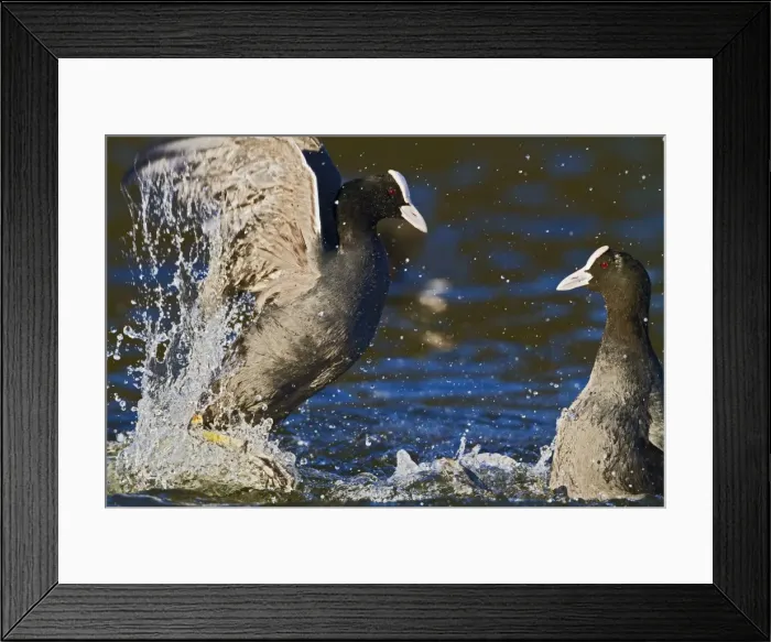 Framed Print : Coot - two fighting on water - Hertfordshire UK 9251 Framed Print : Coot - two fighting on water - Hertfordshire UK 9251