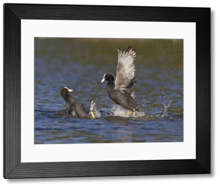 Framed Print : Coot - two fighting on water - Hertfordshire UK 9234 Framed Print : Coot - two fighting on water - Hertfordshire UK 9234