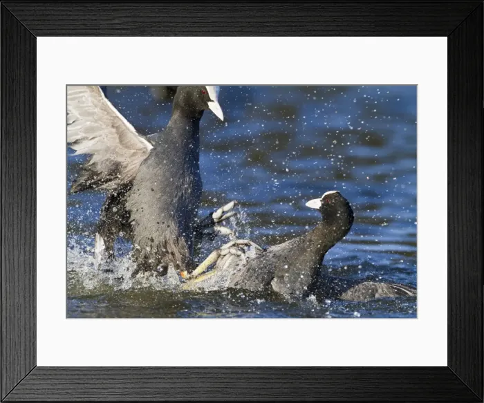 Framed Print : Coot - two fighting on water - Hertfordshire UK 9258 Framed Print : Coot - two fighting on water - Hertfordshire UK 9258