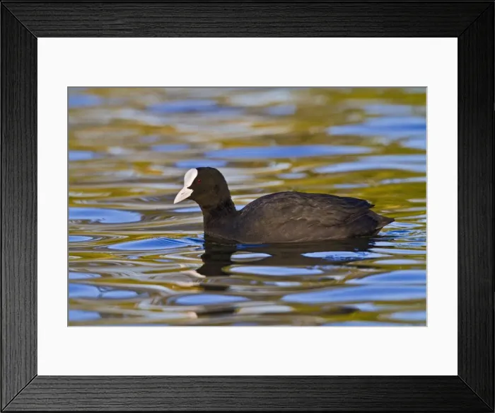 Framed Print : Coot - swimming - Hertfordshire UK 9270 Framed Print : Coot - swimming - Hertfordshire UK 9270