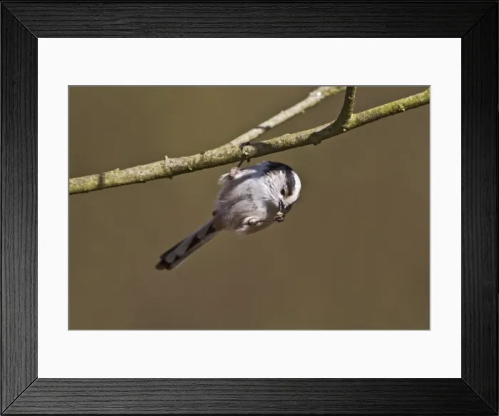 Framed Print : Long Tailed Tit - hanging to feed - Bedfordshire UK 9279 Framed Print : Long Tailed Tit - hanging to feed - Bedfordshire UK 9279