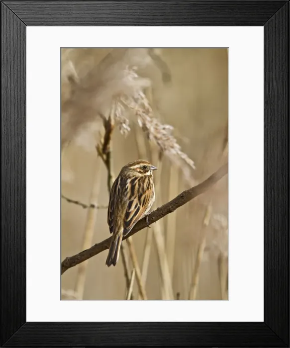 Framed Print : Reed Bunting - female in reeds - Norfolk UK 9272 Framed Print : Reed Bunting - female in reeds - Norfolk UK 9272