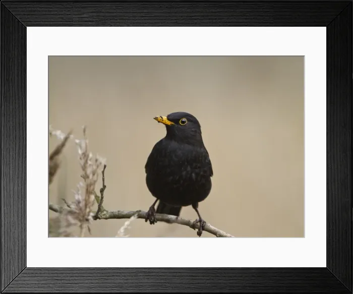 Framed Print : Blackbird - male on twig - Norfolk UK 9301 Framed Print : Blackbird - male on twig - Norfolk UK 9301