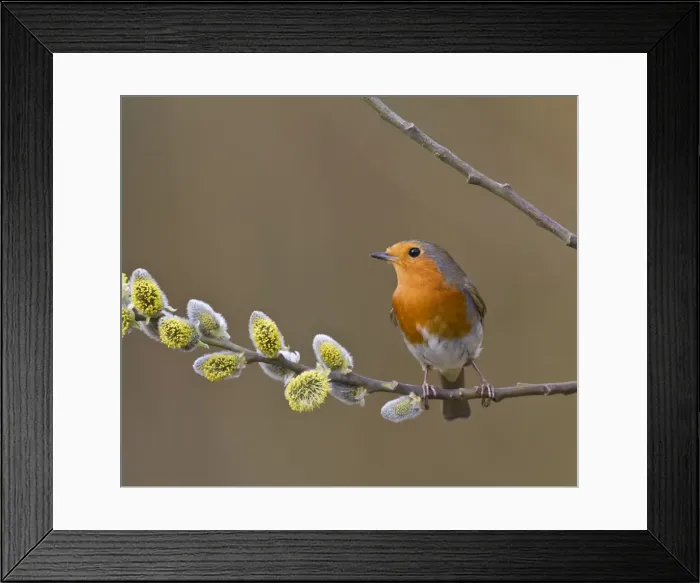 Framed Print : Robin - on pussy willow 9455 Framed Print : Robin - on pussy willow 9455