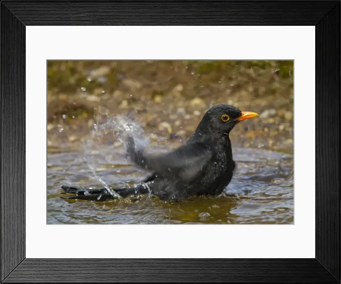 Framed Print : Blackbird - male bathing - Bedfordshire UK 9477 Framed Print : Blackbird - male bathing - Bedfordshire UK 9477