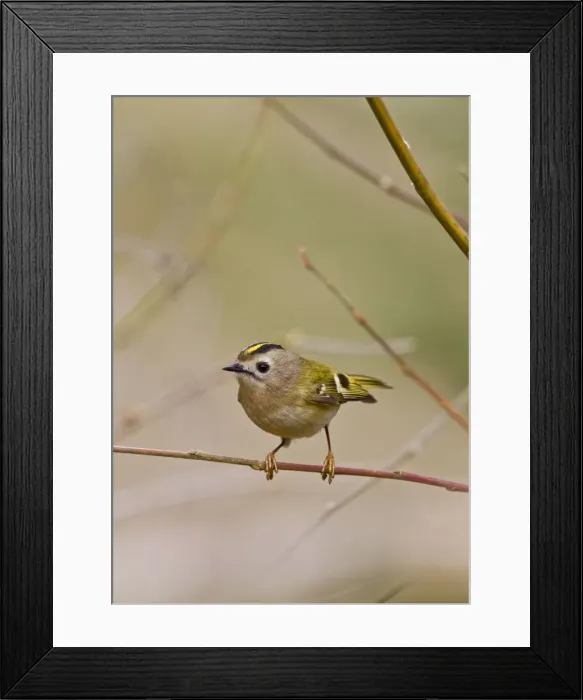 Framed Print : Goldcrest - in display pose - Bedfordshire UK 9496 Framed Print : Goldcrest - in display pose - Bedfordshire UK 9496