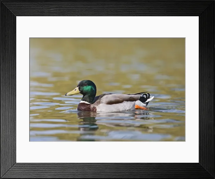 Framed Print : Mallard - drake swimming - Hertfordshire UK 9525 Framed Print : Mallard - drake swimming - Hertfordshire UK 9525