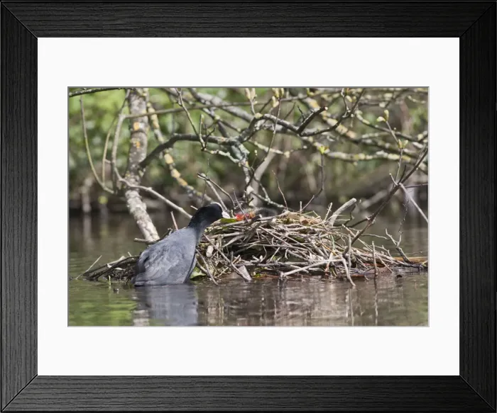 Framed Print : Coot - feeding youngster on nest - Hertfordshire UK 9540 Framed Print : Coot - feeding youngster on nest - Hertfordshire UK 9540