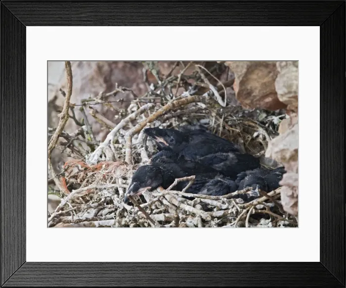 Framed Print : Raven - young in nest on sea cliff - North wales UK 9584 Framed Print : Raven - young in nest on sea cliff - North wales UK 9584