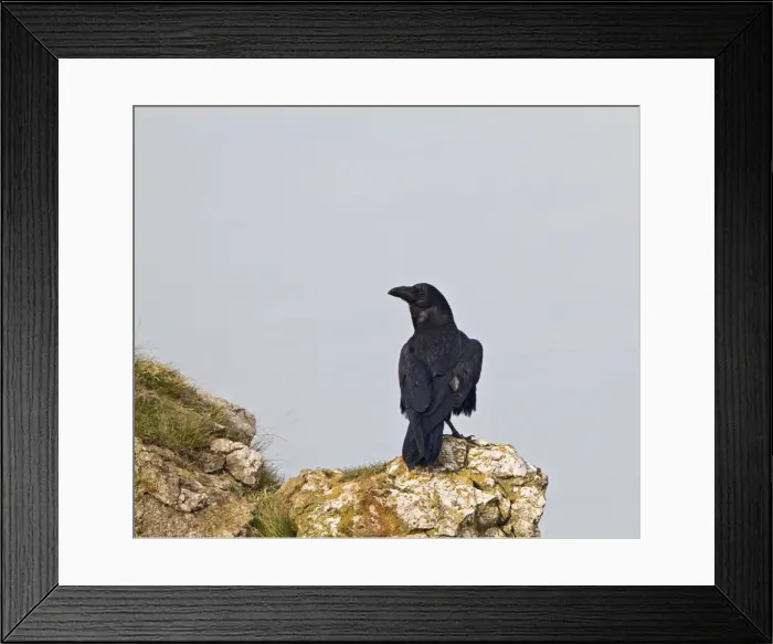 Framed Print : Raven - on sea cliff - North wales UK 9590 Framed Print : Raven - on sea cliff - North wales UK 9590