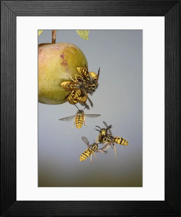 Framed Print : Wasps - mostly Common Wasp -fighting around a greengage - Bedfordshire UK 8263 Framed Print : Wasps - mostly Common Wasp -fighting around a greengage - Bedfordshire UK 8263