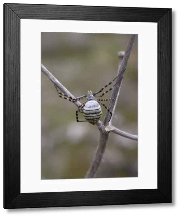 Framed Print : Wasp Spider - female near web - Minorca 8300 Framed Print : Wasp Spider - female near web - Minorca 8300