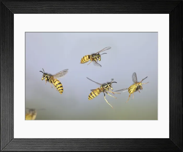 Framed Print : Wasps - Common Wasps in flight 8307 Framed Print : Wasps - Common Wasps in flight 8307