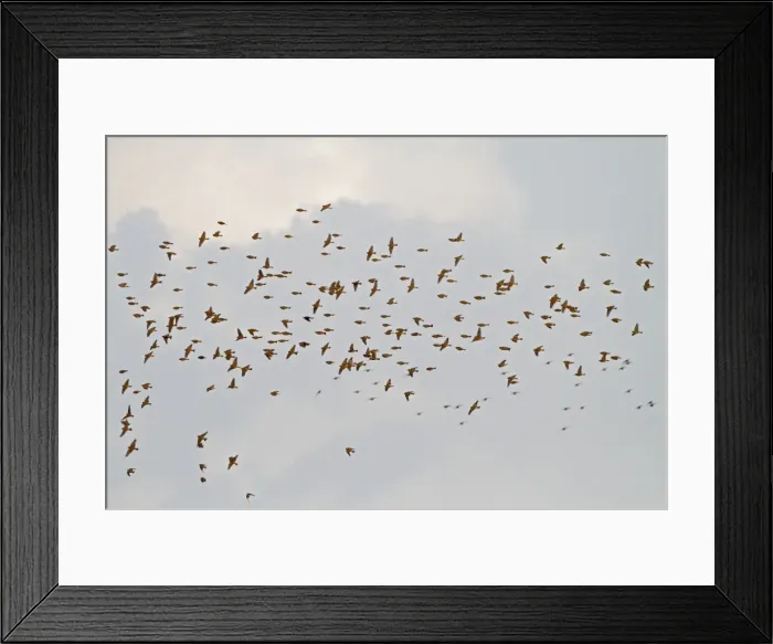Framed Print : Corn Bunting - winter flock in flight 8364