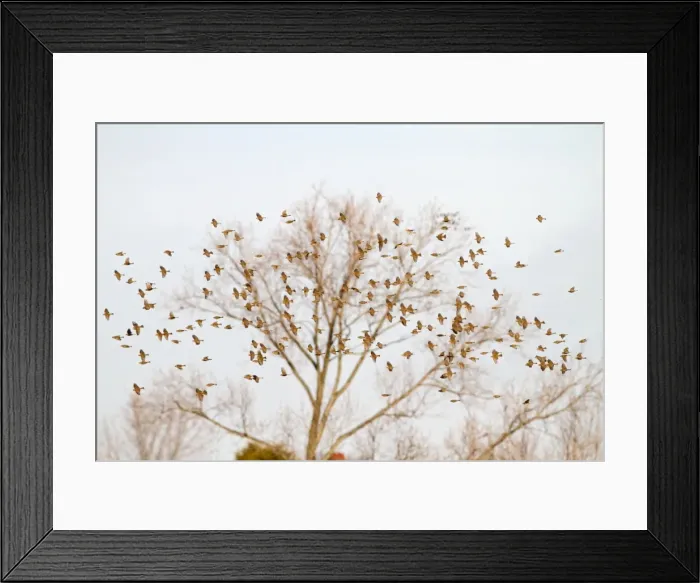 Framed Print : Corn Bunting - winter flock in flight 8365 Framed Print : Corn Bunting - winter flock in flight 8365