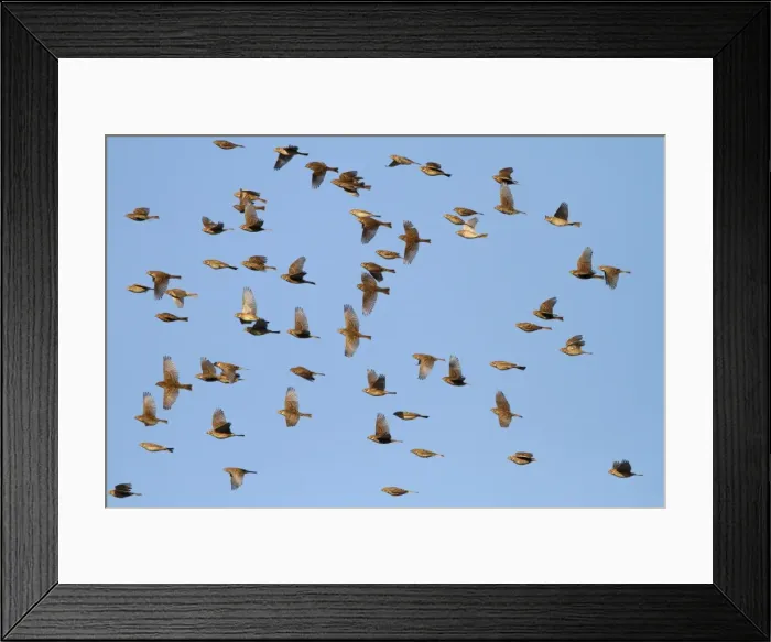 Framed Print : Corn Bunting - winter flock in flight 8373 Framed Print : Corn Bunting - winter flock in flight 8373