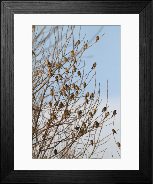 Framed Print : Corn Bunting - winter flock resting in bush 8367 Framed Print : Corn Bunting - winter flock resting in bush 8367