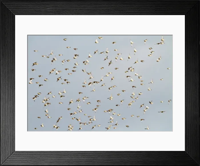 Framed Print : Corn Bunting - winter flock in flight 8378