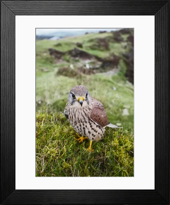 Framed Print : Kestrel - young male on hillside 8388 Framed Print : Kestrel - young male on hillside 8388