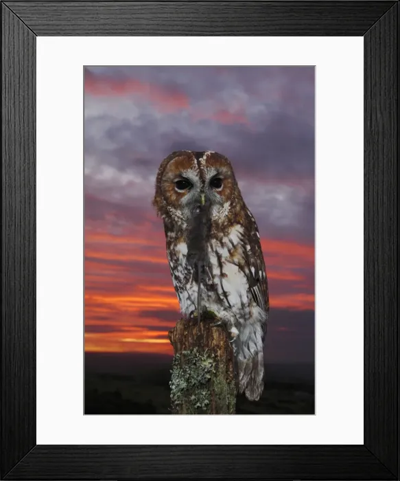 Framed Print : Tawny Owl - at sunset with prey 8405 Framed Print : Tawny Owl - at sunset with prey 8405