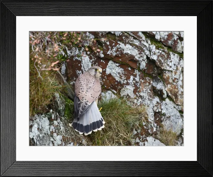 Framed Print : Kestrel - young male on cliff 8410 Framed Print : Kestrel - young male on cliff 8410