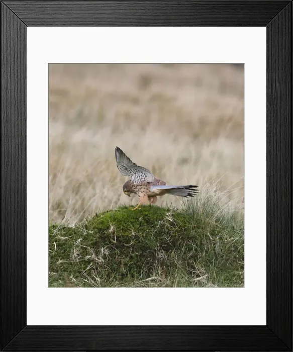 Framed Print : Kestrel - young male landing in moorland 8419 Framed Print : Kestrel - young male landing in moorland 8419