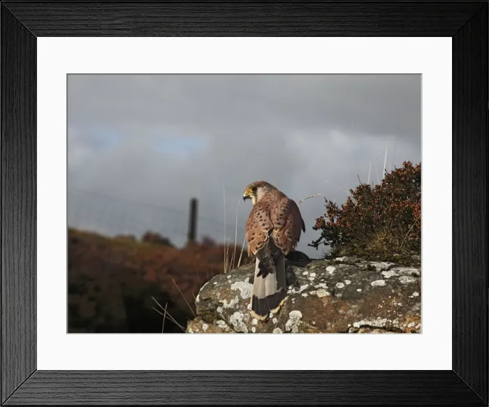 Framed Print : Kestrel - young male on moorland rock 8418 Framed Print : Kestrel - young male on moorland rock 8418
