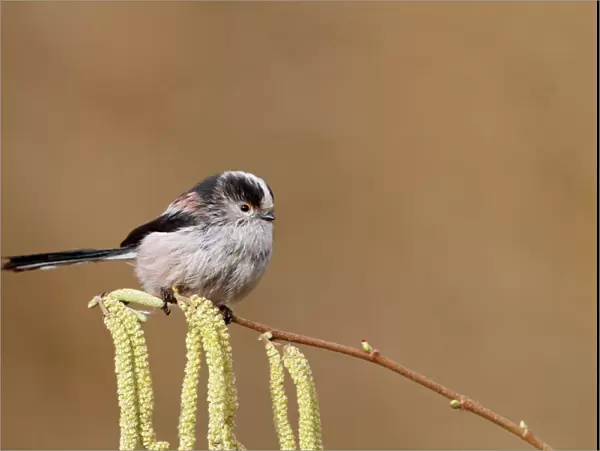Long tailed Tit - on catkins 8421