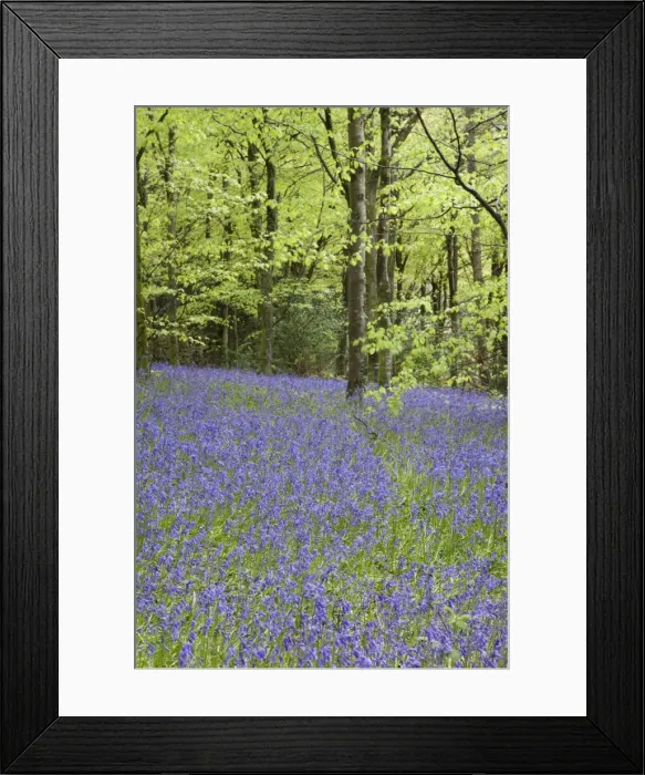 Framed Print : Bluebells - in spring - Idless Woods - Cornwall - UK Framed Print : Bluebells - in spring - Idless Woods - Cornwall - UK