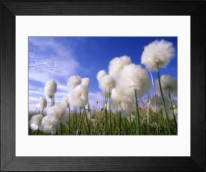 Framed Print : Cottongrass sp. a very typical plant in marshes of tundra near Dikson, Russian Arctic. Summer, August. Di32. 0264 Framed Print : Cottongrass sp. a very typical plant in marshes of tundra near Dikson, Russian Arctic. Summer, August. Di32. 0264