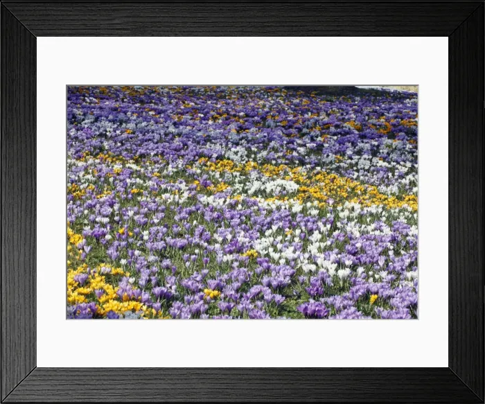 Framed Print : Crocus - flowering in park at springtime - Lower Saxony - Germany Framed Print : Crocus - flowering in park at springtime - Lower Saxony - Germany
