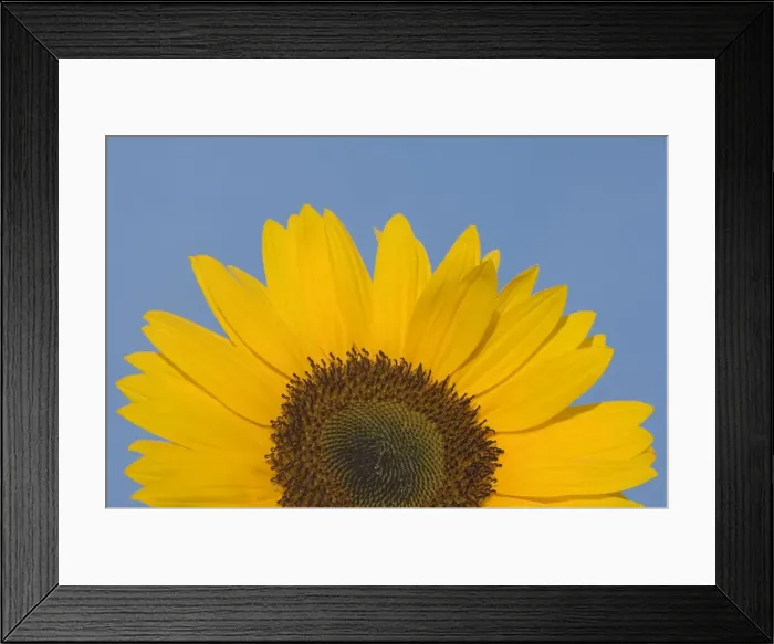 Framed Print : Sunflower Close-up of the yellow flower Framed Print : Sunflower Close-up of the yellow flower