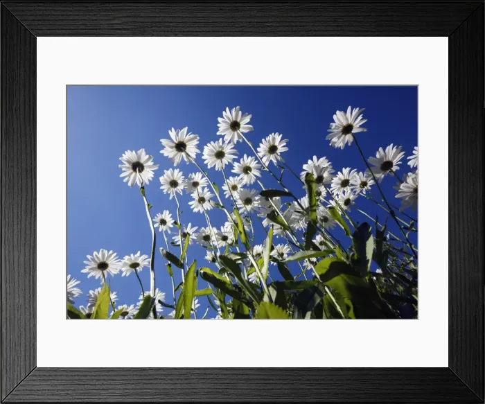 Framed Print : Ox Eye Daisy - flowers against a blue sky - Lower Saxony - Germany Framed Print : Ox Eye Daisy - flowers against a blue sky - Lower Saxony - Germany