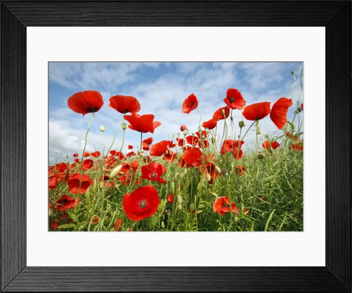 Framed Print : Common Poppy - growing in oil seed rape crop - Lower Saxony - Germany Framed Print : Common Poppy - growing in oil seed rape crop - Lower Saxony - Germany