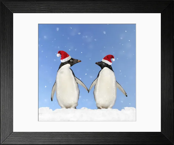 Framed Print : Adelie Penguin - holding hands wearing Christmas hats Framed Print : Adelie Penguin - holding hands wearing Christmas hats