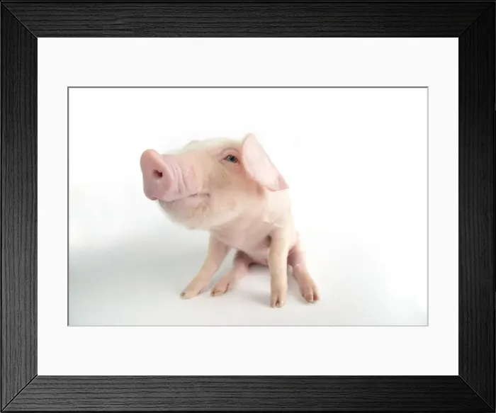 Framed Print : Pig. British lop piglet on white background Framed Print : Pig. British lop piglet on white background