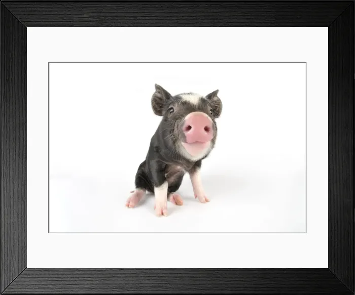 Framed Print : Pig. Berkshire piglet Framed Print : Pig. Berkshire piglet