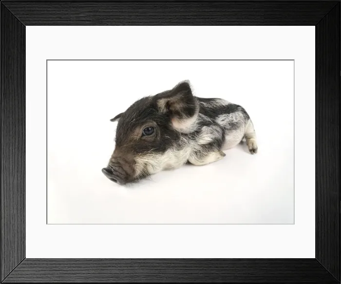 Framed Print : Pig. Mangalitza piglet on white background Framed Print : Pig. Mangalitza piglet on white background