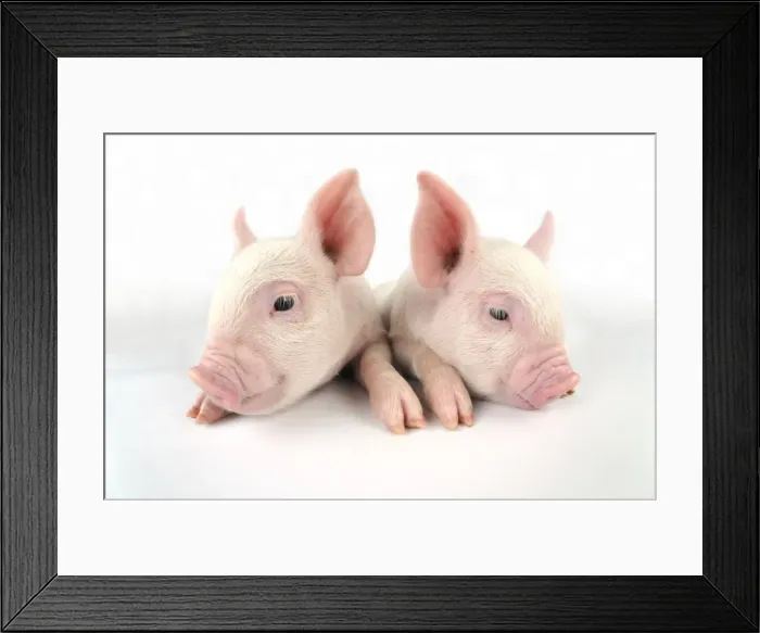 Framed Print : Pig. Middle White piglets Framed Print : Pig. Middle White piglets