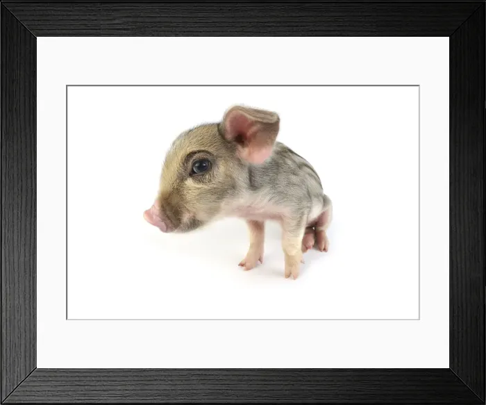 Framed Print : Pig. Wildboar piglet on white background Framed Print : Pig. Wildboar piglet on white background