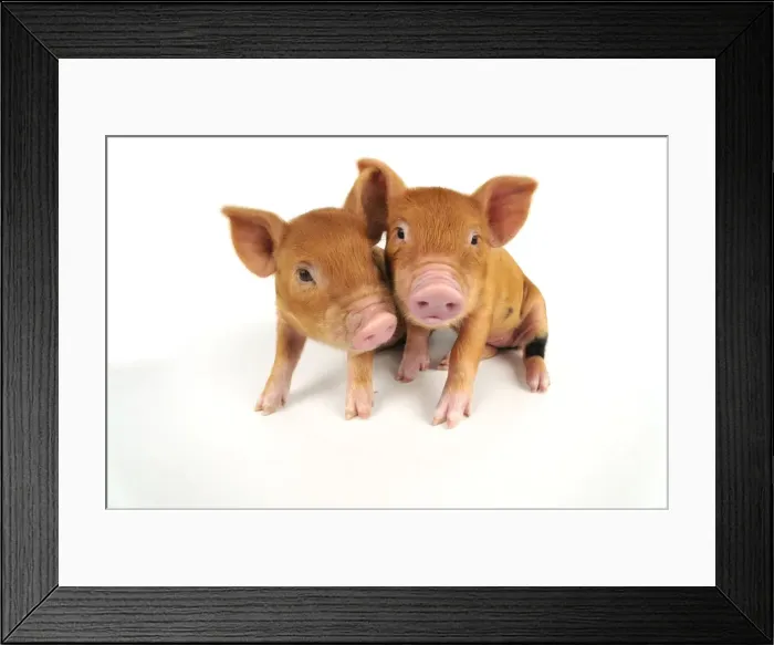 Framed Print : Pig. Kune Kune piglets on white background Framed Print : Pig. Kune Kune piglets on white background