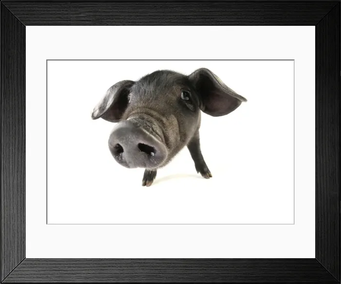 Framed Print : Pig. Large black piglet Framed Print : Pig. Large black piglet
