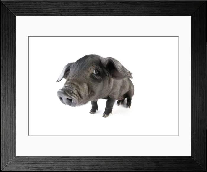 Framed Print : Pig. Large black piglet