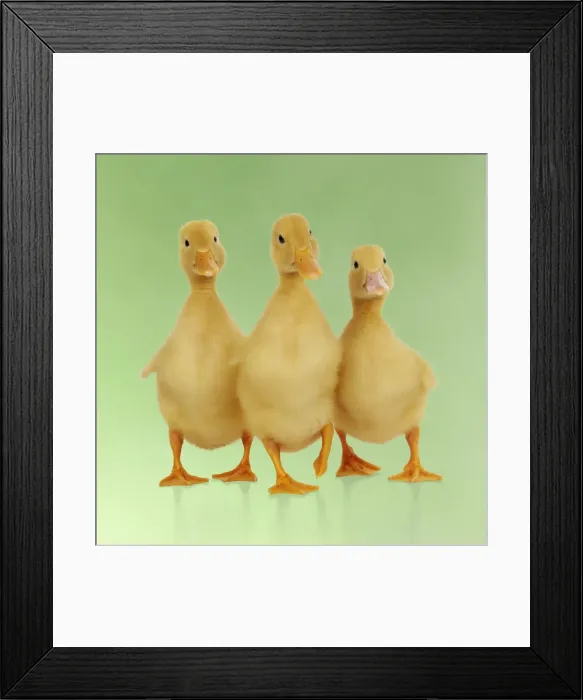 Framed Print : DUCK. Three ducklings stood in a row Digital manipulation: background colour Framed Print : DUCK. Three ducklings stood in a row Digital manipulation: background colour