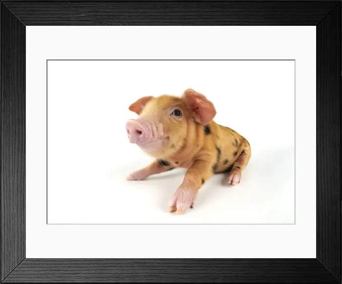 Framed Print : Pig. Oxford sandy and black piglet on white background Framed Print : Pig. Oxford sandy and black piglet on white background