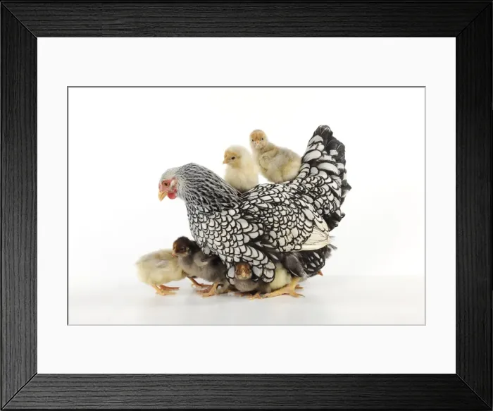 Framed Print : CHICKEN. Silver laced wyandotte with chicks Framed Print : CHICKEN. Silver laced wyandotte with chicks