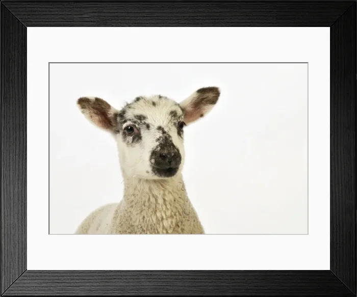 Framed Print : LAMB. Cross breed lamb Framed Print : LAMB. Cross breed lamb
