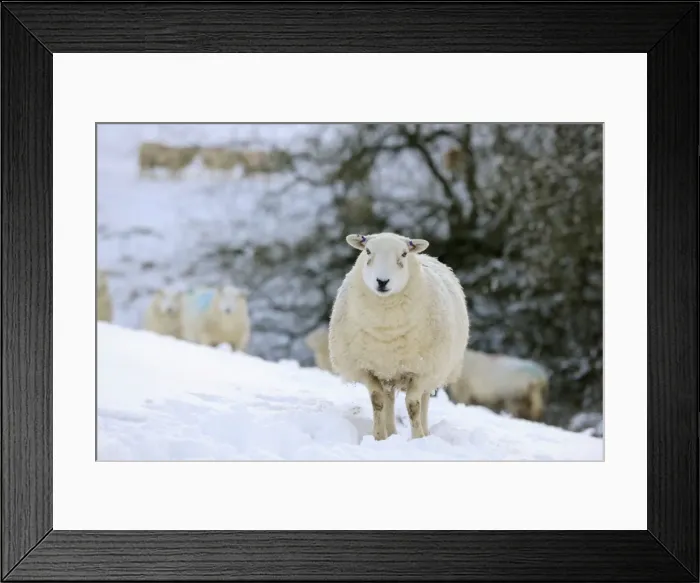 Framed Print : SHEEP. Texel ewes in snow