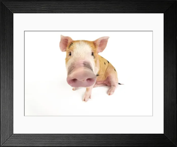 Framed Print : Pig. Kune Kune cross Gloucester Old Spot piglet Digital Manipulation: enhanced fish-eye lens Framed Print : Pig. Kune Kune cross Gloucester Old Spot piglet Digital Manipulation: enhanced fish-eye lens