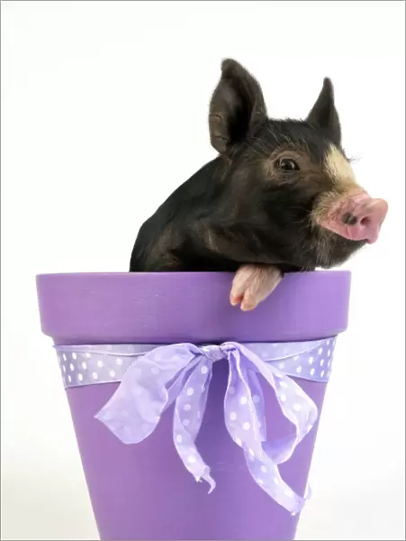 PIG. Berkshire piglet in plant pot